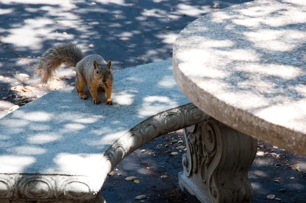 stock image Squirrel