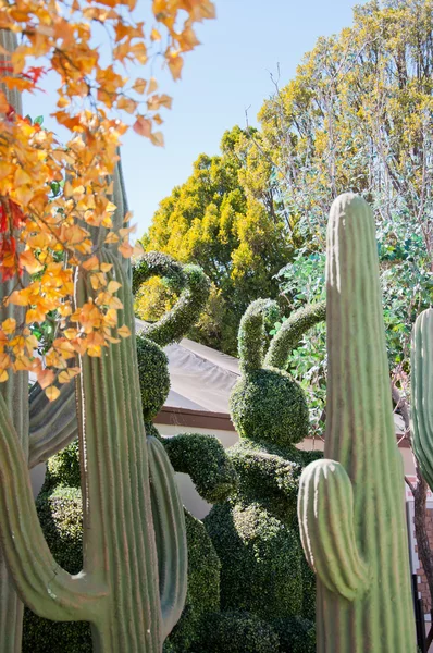 Saguaro Kaktus — Zdjęcie stockowe