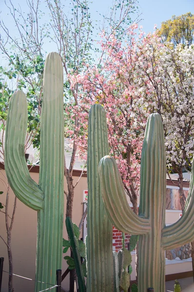 Saguaro kaktusz — Stock Fotó