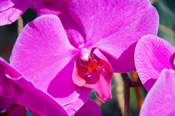 Prachtige paarse orchidee - Phalaenopsis — Stockfoto