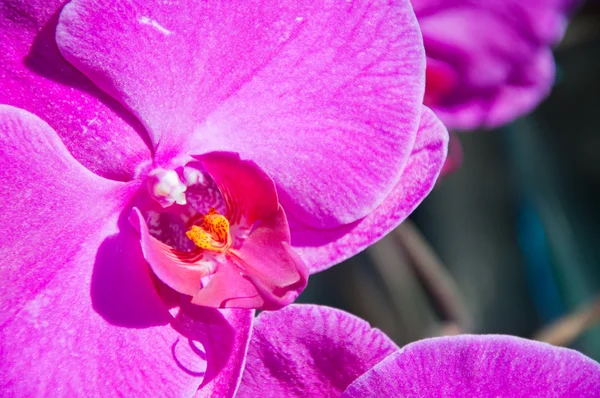 Красивая фиолетовая орхидея - фаленопсис — стоковое фото