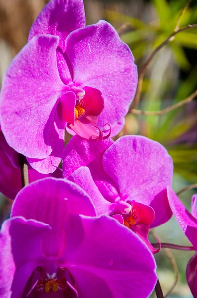 Gyönyörű lila orchidea - Phalaenopsis — Stock Fotó