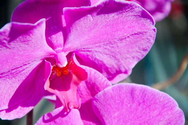 Hermosa orquídea púrpura - phalaenopsis —  Fotos de Stock