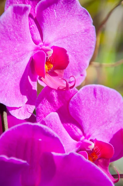 Orquídea roxa bonita - phalaenopsis — Fotografia de Stock