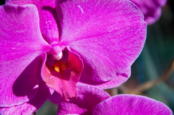 Gyönyörű lila orchidea - Phalaenopsis — Stock Fotó