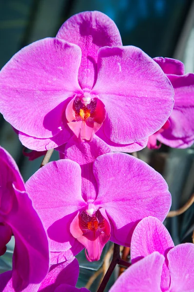 Belle orchidée pourpre - phalaenopsis — Photo