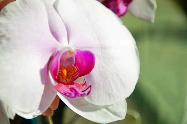 Orquídea branca bonita - phalaenopsis — Fotografia de Stock