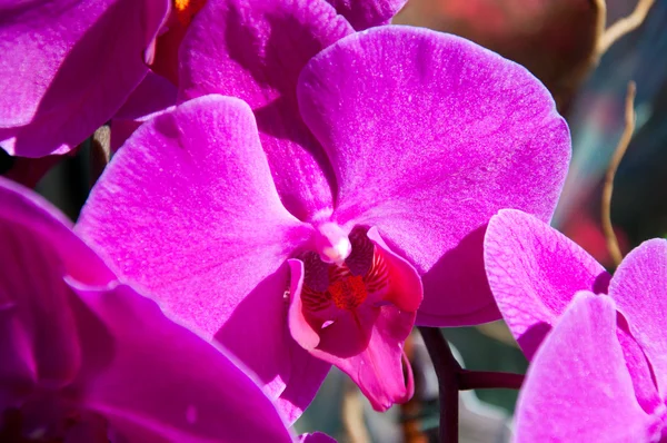 Orquídea roxa bonita - phalaenopsis — Fotografia de Stock