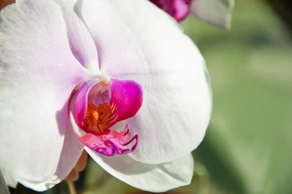 美丽的白色兰花-凤仙草 — 图库照片