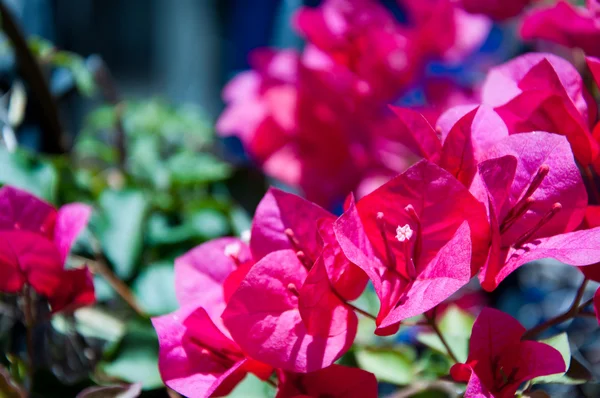 Fiore rosso su sfondo rosso — Foto Stock