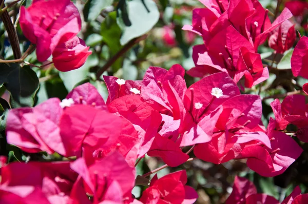 Kırmızı zemin üzerine kırmızı çiçek — Stok fotoğraf