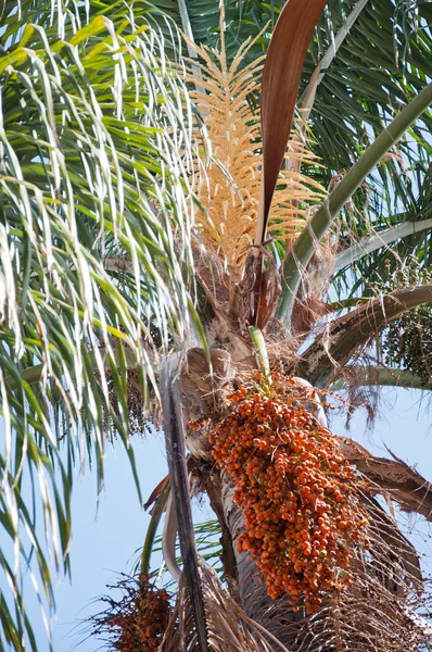 Data ramos de palma — Fotografia de Stock
