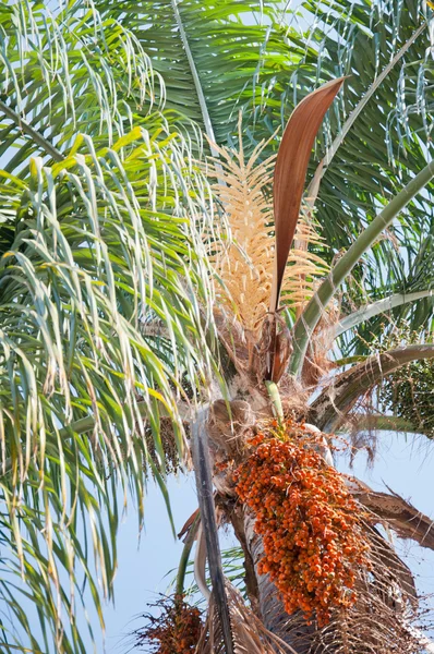 Дата пальмовими гілками — стокове фото