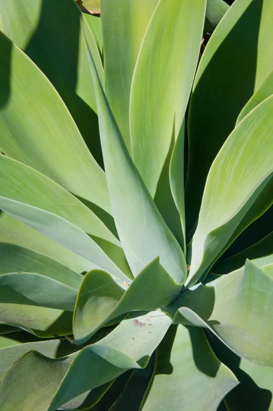 Een bijna symmetrisch agave plant — Stockfoto