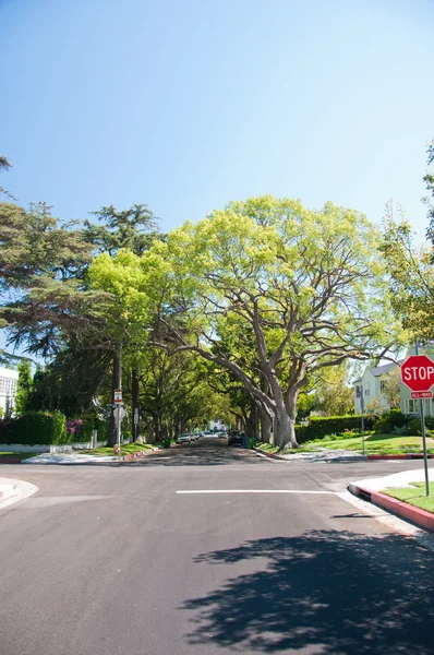 Estrada com árvores em ambos os lados — Fotografia de Stock