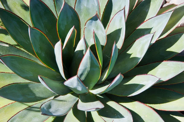 Почти симметричное растение агавы — стоковое фото