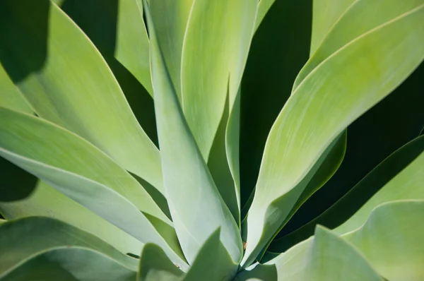 Een bijna symmetrisch agave plant — Stockfoto