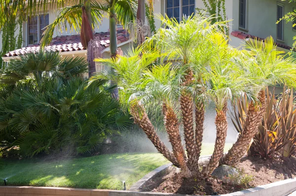 Planten palmbomen — Stockfoto