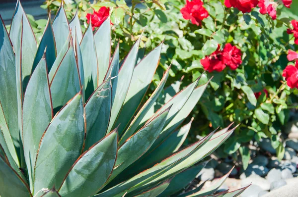 Майже симетрична рослина агави — стокове фото