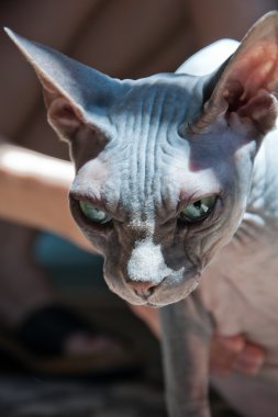 Kanadalı sphynx kedi