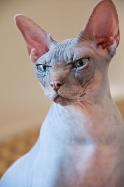 Kanadalı sphynx kedi