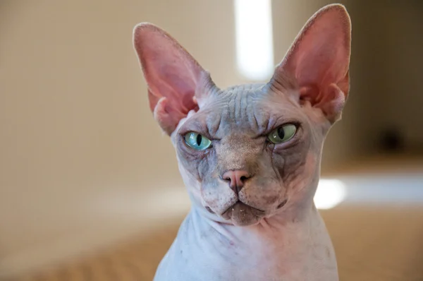 Canadian sphynx cat Stock Picture