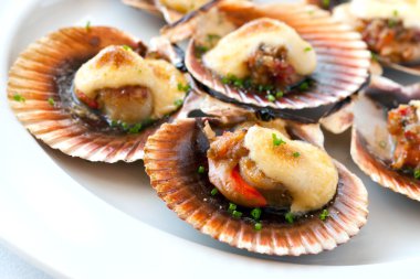 Queen scallop close up. clipart