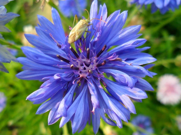 Gyönyörű kék virág, és a hiba — Stock Fotó