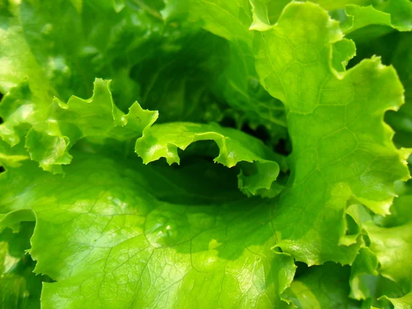 Folha da salada — Fotografia de Stock