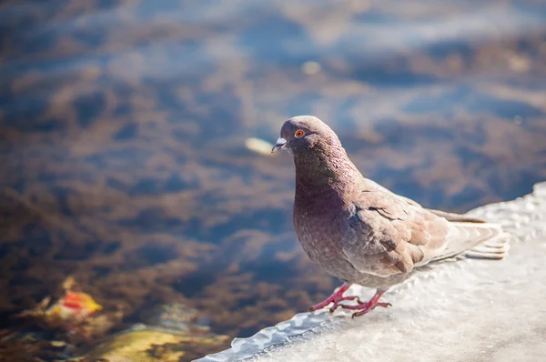 Pigeon on ice — Stock Photo, Image