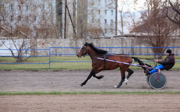 Corsa di cavalli — Foto Stock