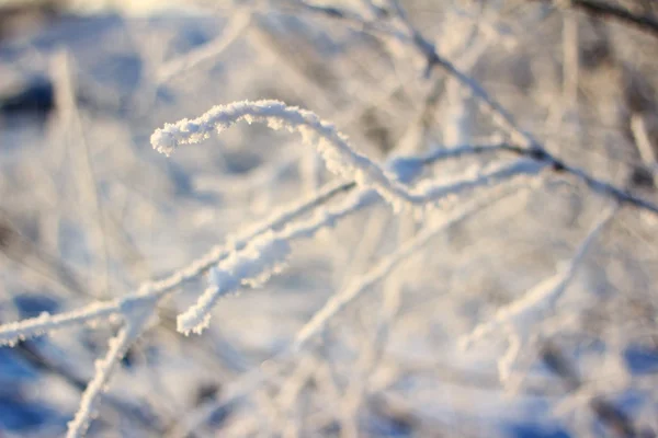Frost ağaç