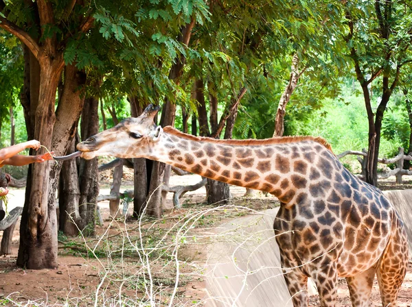 Visitantes alimentando uma girafa em um zoológico — Fotografia de Stock