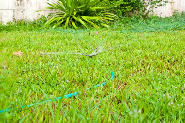 Sprinkler vanding det grønne græs - Stock-foto