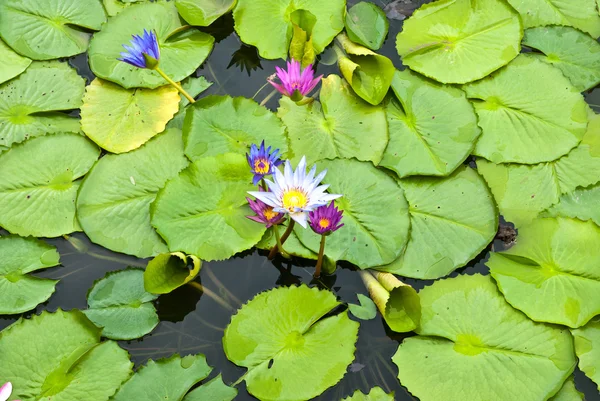 Lotus in einem Teich — Stockfoto