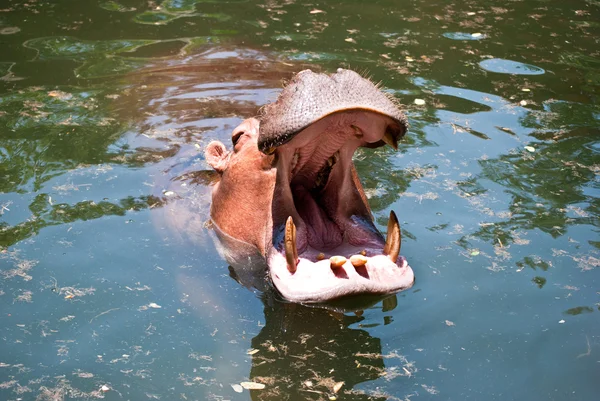 Hippopotame ouvre sa bouche dans un étang — Photo