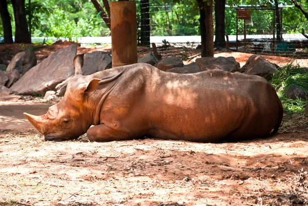 Vit noshörning i djurparken — Stockfoto