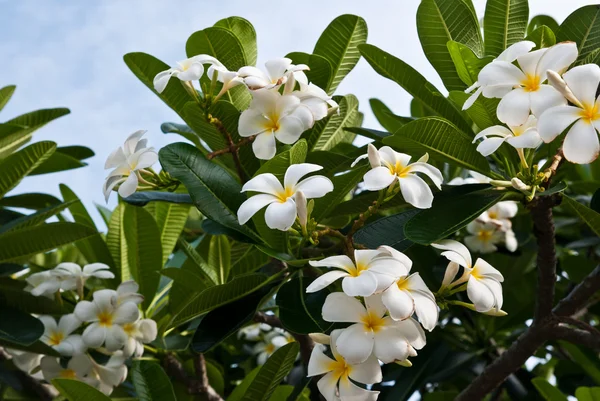 Frangipani (plumeria) flores em uma árvore — Fotografia de Stock