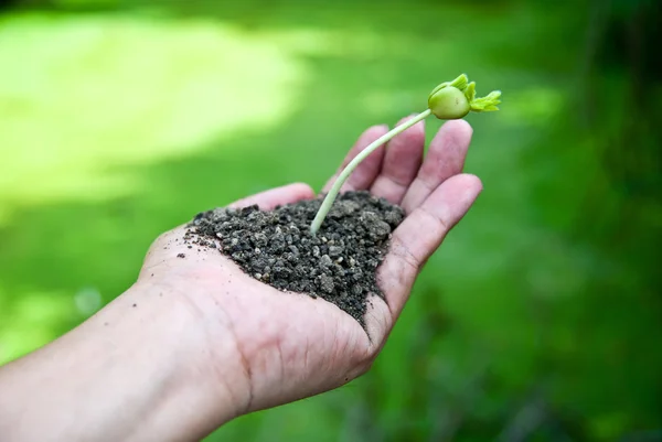 Plant in the hand on green background — Stock Photo, Image