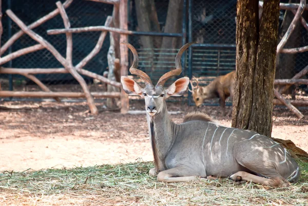 stock image Greater Kudu