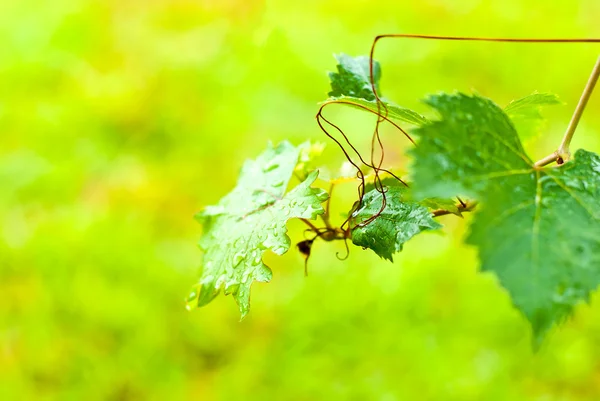 Wassertropfen auf Traubenblatt — Stockfoto