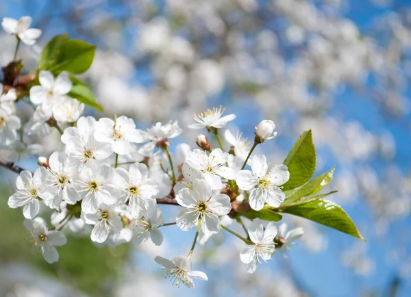 Białe kwiaty na niebie — Zdjęcie stockowe
