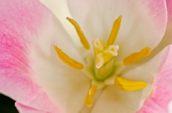 Pink and White Flower — Stock Photo, Image