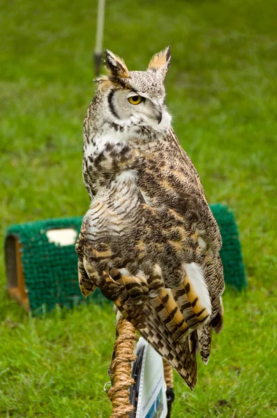 Brown Owl — Stock Photo, Image