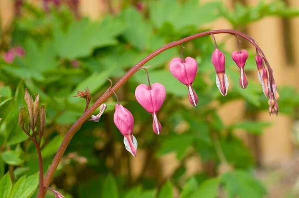 Heart Flower — Stock Photo, Image