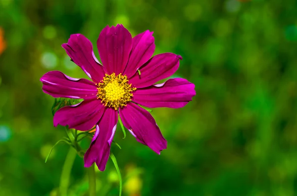 stock image Pink Flower