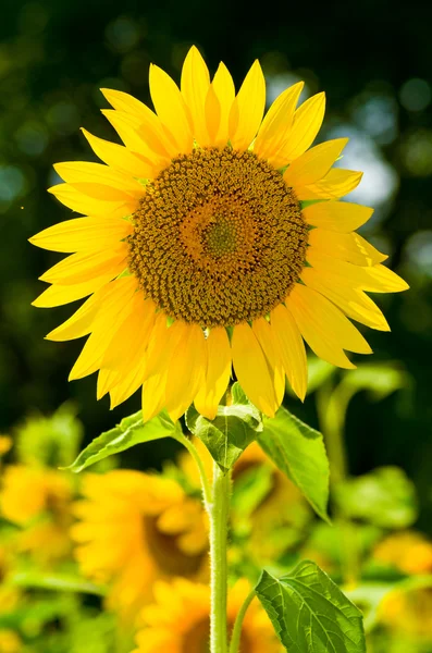 stock image Sunflower