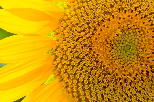 stock image Sunflower