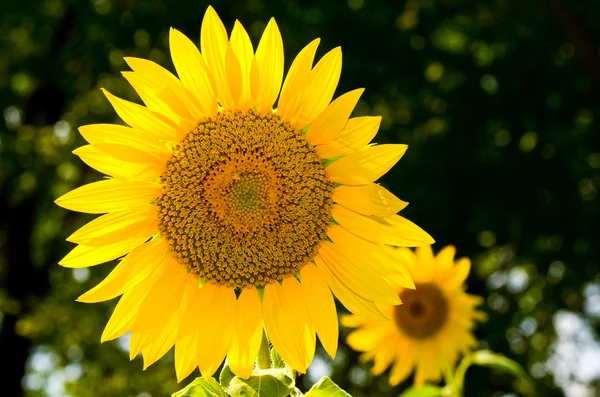 stock image Sunflower