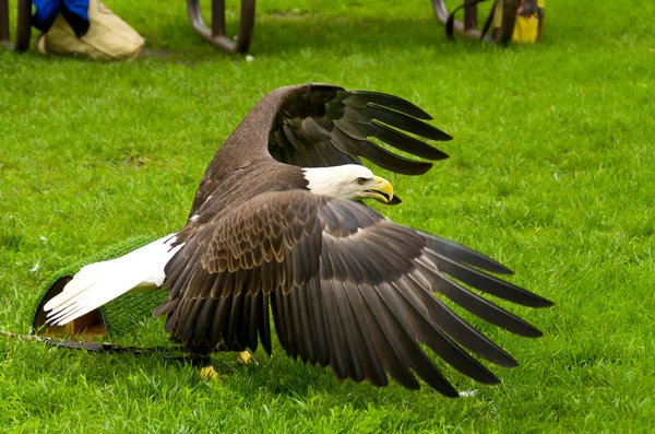 Águila calva —  Fotos de Stock